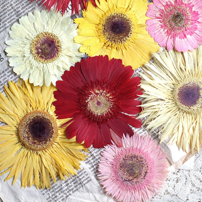 Resin Art Phone Case - 1 pz/7-9 cm, Gerbera pressata fiori