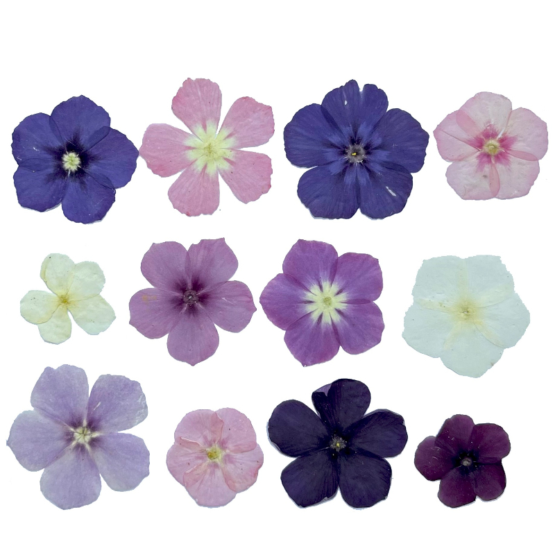 12 pezzi, fiori secchi pressat - Resin Art Phone Case recensione e prezzo